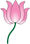 The lotus