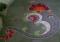 Margazhi Dew Drops Rangoli Contest - 2010