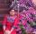 Anithaa RadhaKrishnan's picture