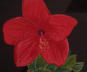 Rangoli: chembaruthi flower Rangoli: chembaruthi flower