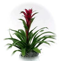 bromeliad