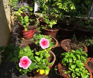 My garden