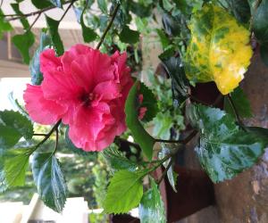 My garden