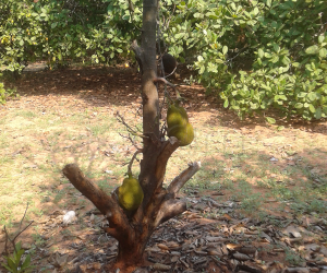 Jackfruits