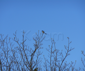 Hiking - Pictures -Bird