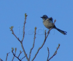 Hiking - Pictures -Bird