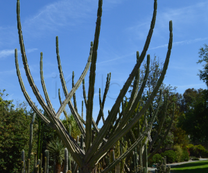 Cacti collection - Cal Poly - California