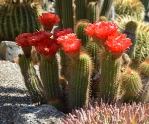 Cacti collection - Cal Poly - California