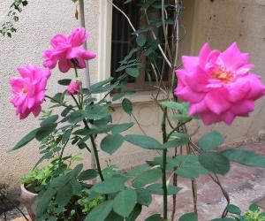 My garden