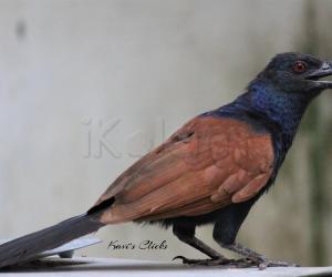 Greater Coucal