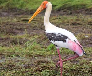 Painted Stork