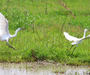 Egrets
