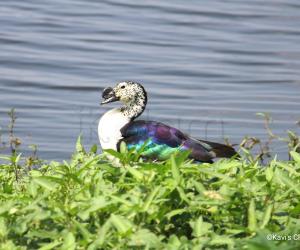 Knob-billed duck