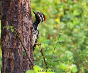 Black-rumped flameback