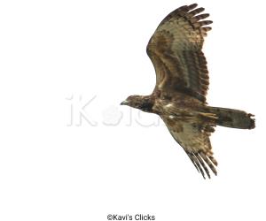 Honey buzzard 