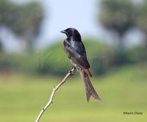 Black Drongo 