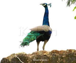 Indian Peafowl 