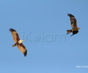 Kites in flight 