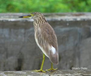 Indian Pond Heron 