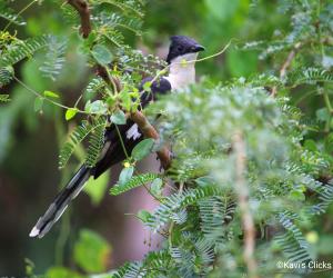 Jacobin Cuckoo