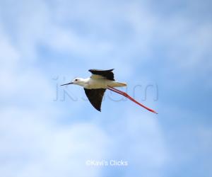 Black-winged stilt 