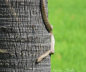 Cobra