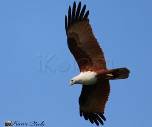 Brahminy Kite