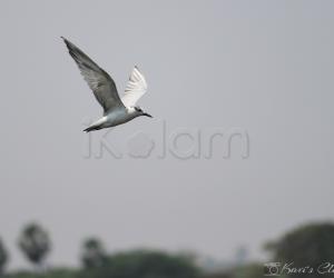 Whiskered tern