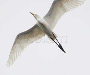 Egret