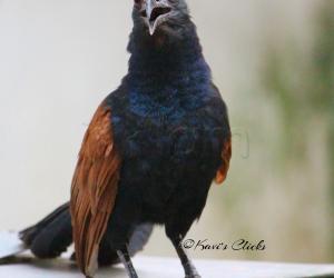 Coucal