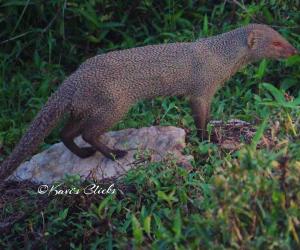 Mongoose