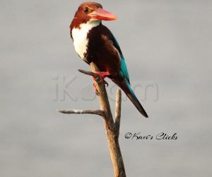 White-throated Kingfisher