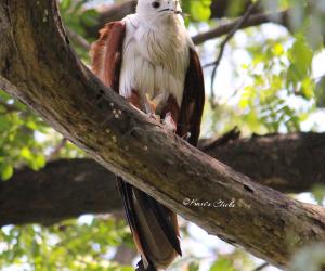 Brahminy Kite
