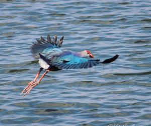 Grey-headed Swamphen