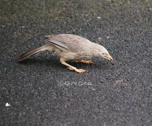Babbler
