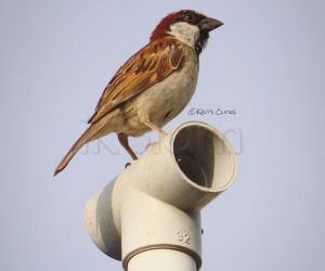 Sparrow