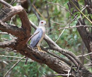 Shikra