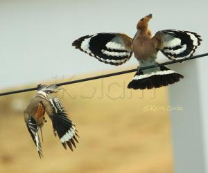 Eurasian Hoopoes