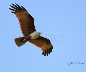 Brahminy Kite