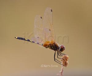 Long-legged marsh glider