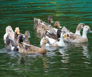 Domestic ducks