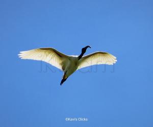 Black-headed Ibis 