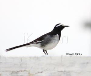 White-browed wagtail 