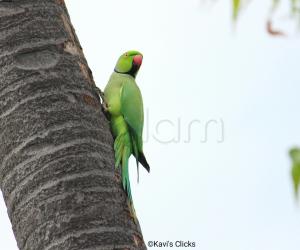Rose-ringed parakeet 