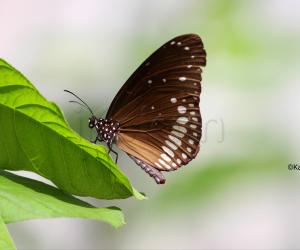 Common crow butterfly 