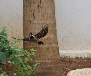 Woodpecker