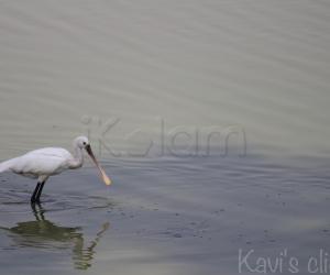 Spoonbill