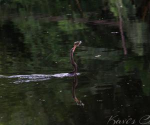 Snakebird