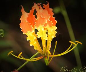 Flamelily flower