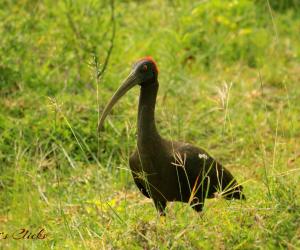 Red-naped ibis